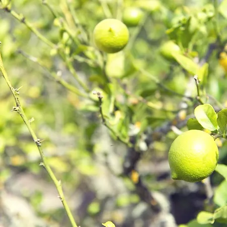 Finca Los Geranios Отель типа 