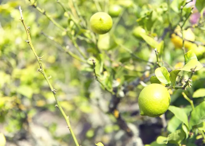 Geranios Oda ve Kahvaltı 3*